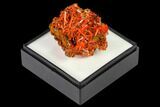 Bright Orange Crocoite Crystal Cluster - Tasmania #171641-2